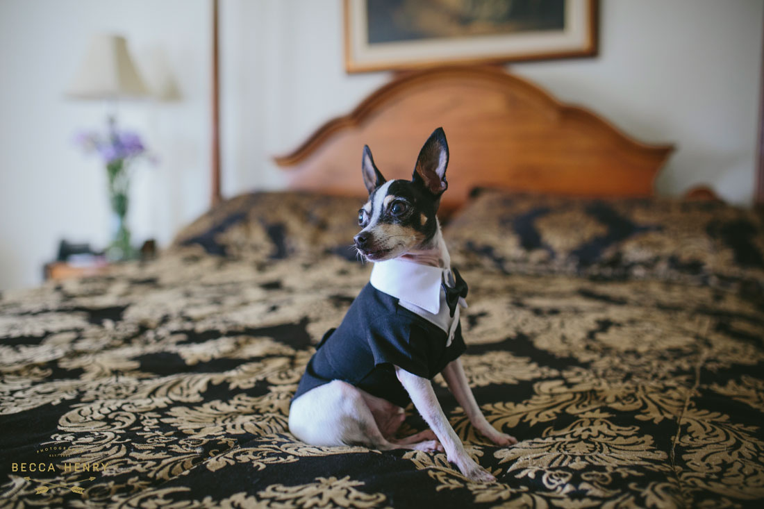 Oakland Bellevue Hotel 1920's Wedding Ceremony- puppy looking dashing in tuxedo by Becca Henry Photography