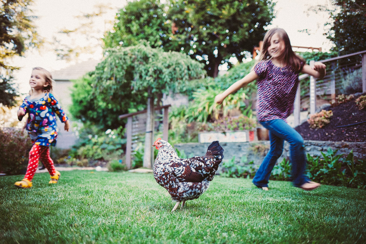Becca Henry Photography- Sisters running around their chickens - Oakland California